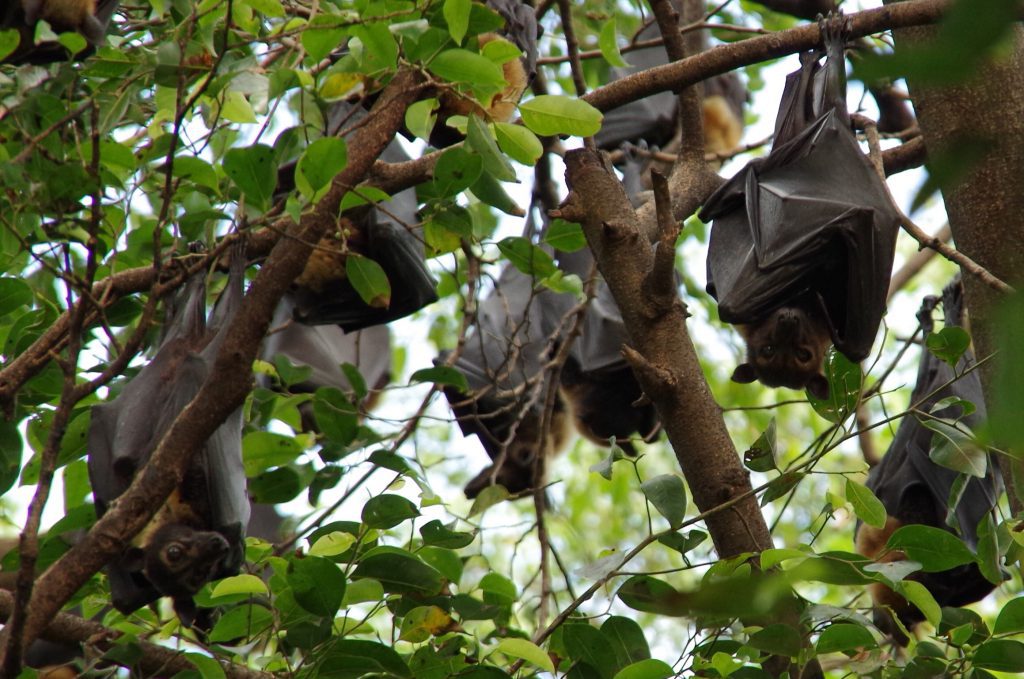 cairns_bats_in_trees